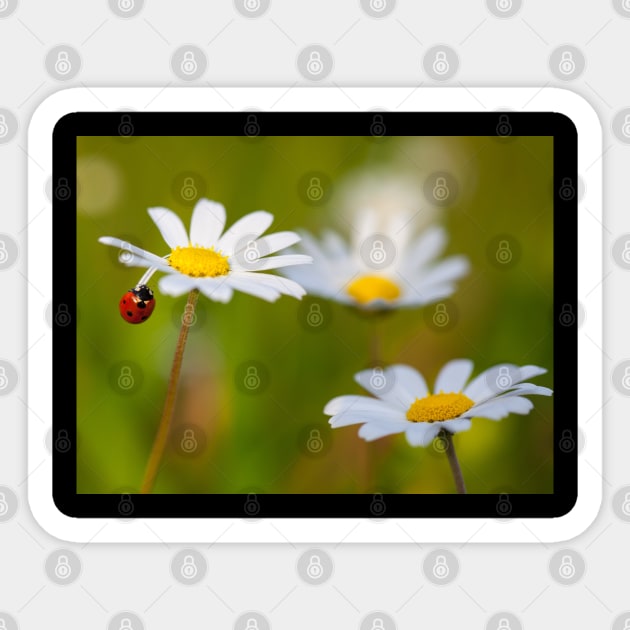 Wall Art - Ladybird, Ladybug Acrobat - Art print, Photo print, Canvas print Sticker by DigillusionStudio